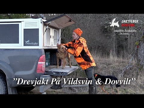 ”Drevjakt På Vildsvin & Dovvilt”(Följ med Axel på årets bästa drevjakt. Som hundförare och passkytt)