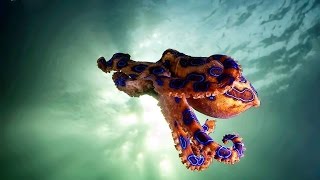 preview picture of video 'Diving in Lembeh Strait, Indonesia. Best muck diving with octopus, rhinopias, frogfish, seahorses'