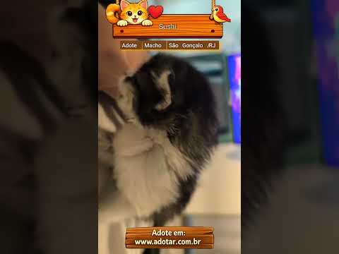 Vídeo de Sushi