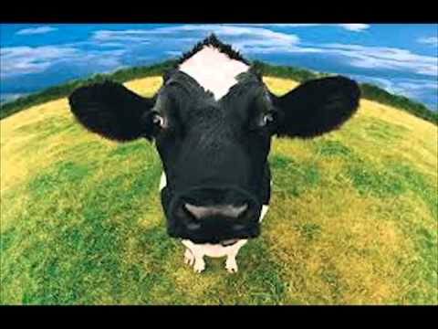 Los Mandarrayas - Me vale verga tu amor - Típico Panamá