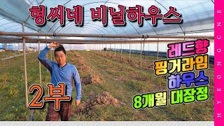 형씨네 레드향 핑거라임 하우스 8개월의 대장정 2부 하우스 비닐 덮기 꽃피는 봄이오다.