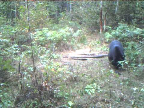 Black Bear Kill with .270