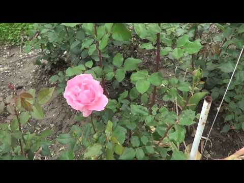 AGRONOMIE 72 - GRADINITA MEA