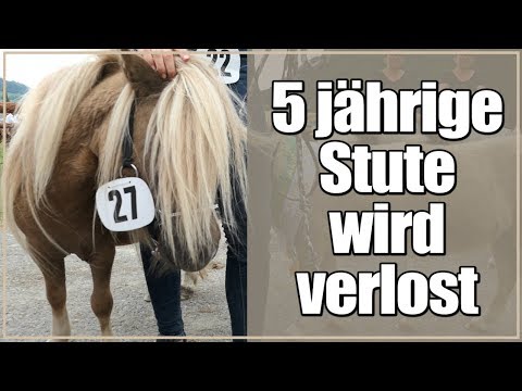 5 jährige Stute wird verlost!