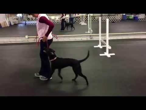 Zayna 9 months heeling