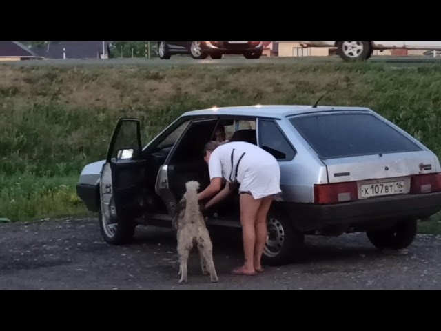 История Алексеевского Хатико получила неожиданное продолжение