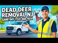 WHO TO CALL FOR DEAD DEER IN YARD NEAR ME - CALL US FOR YOUR SAME DAY SERVICE (862) 658-2086 🤩