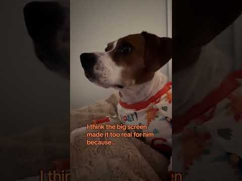 ‘Sensitive little’ dog goes viral for protecting ‘The Lion King’ characters in adorable clip #shorts