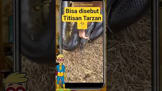 Download lagu Petualangan Gila di Amazon: Anaconda, Caiman & Kalajengking Mematikan! 🐍🦂🌿 mp3 Download lagu Petualangan Gila di Amazon: Anaconda, Caiman & Kalajengking Mematikan! 🐍🦂🌿 mp3