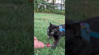 Download lagu He's perfect.#babycorncat #cerebellarhypoplasia #wobblycat #dwarfcat #cat mp3 Download lagu He's perfect.#babycorncat #cerebellarhypoplasia #wobblycat #dwarfcat #cat mp3