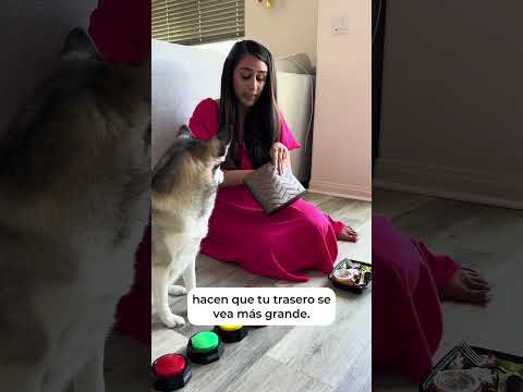 Sapphie the Pomsky as a Mean Girl 🩷