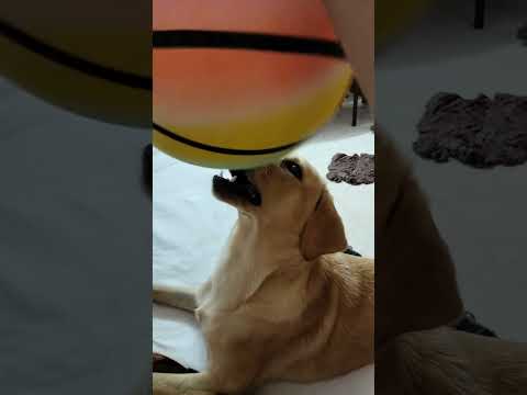 When she's trying to do something 😅 #shorts #yt  #ytshorts