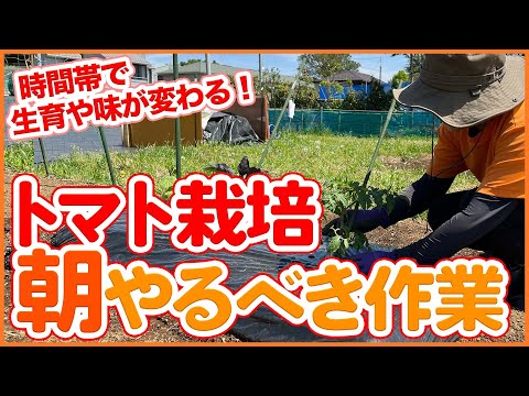 トマトに灰を加える時期とその理由は何ですか?メリットは何ですか?  庭園