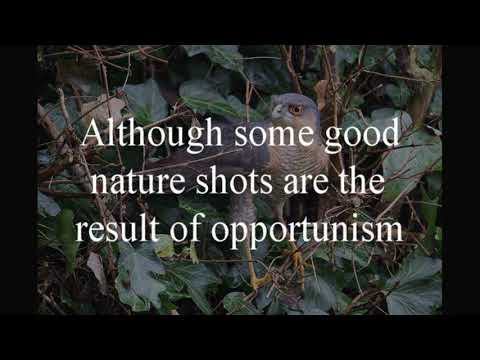 Wildlife Photography Presentation