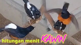 Download lagu Tak Kunjung Kawin!! Pakai Ini Pancingan Murai Kawin 99% Langsung Naik Birahi & Kawin Part68 mp3