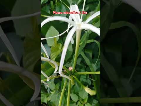 beautiful flower #shots #flowers #like #nature #love