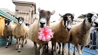 Southwark Bridge in London wird beim jährlichen Sheep Drive zur Wollparade