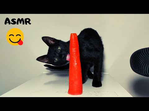 Kitten eating Carrot ASMR - YouTube