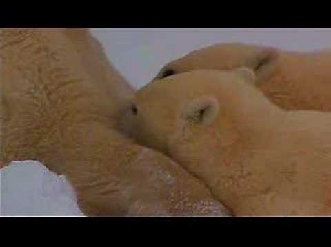 Polar Bear Cubs Nursing in Manitoba Canada 11/16/2006