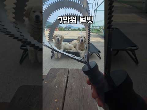 대형견 바람부는 날에 털이란.. #남해 #몽실이 #뽀끄미 #강아지 #리트리버 #털고르기