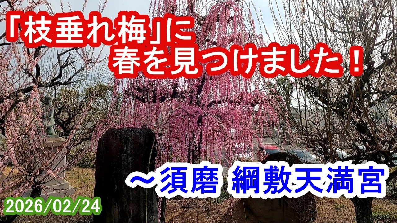 「枝垂れ梅」に春を見つけました！／神戸須磨 綱敷天満宮（2026/02/24）
