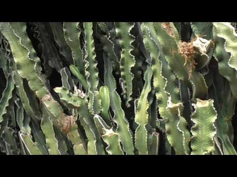 Árbol candelabro: Euphorbia ingens
