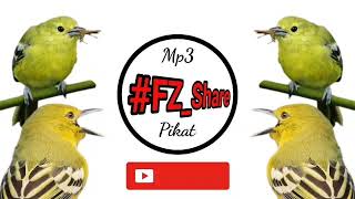 Download lagu Mp3 Pikat Sirtu Kombinasi Tiga Variasi Suara mp3