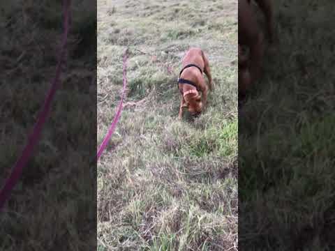 Nevaeh's first walk to the dam.