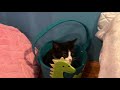 (Quick video) Oreo & Mocha pictures (the kittens!)