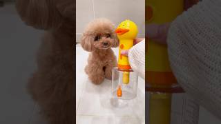 Download lagu Spa day ! #asmr #dog mp3