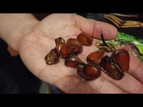 Florida Seminole Food Culture