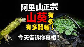 阿里山真正的山葵有多難種，今天告訴你真相！