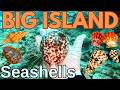 Searching For Seashells On Big Island Hawaii Rare Cone Shells Sunrise Shells
