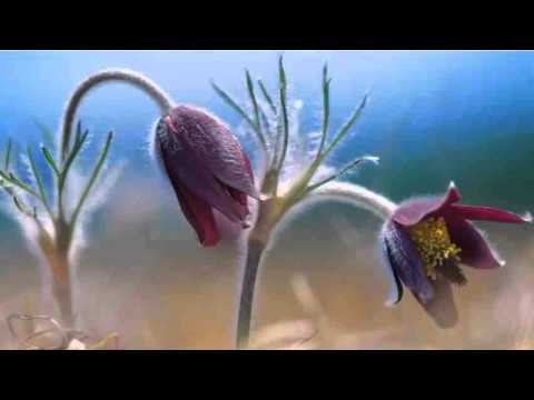 Răzvan Trentea - Numai Tu 2016