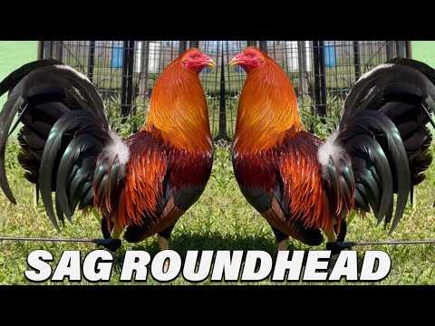 Jerry Gonzalez Joe Goode Grey Roundhead Yellow Leg Sweater Kelso Asil - Beautiful Birds Farm Visit