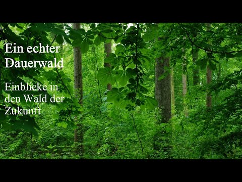 Ein echter Dauerwald - Einblicke in den Wald der Zukunft