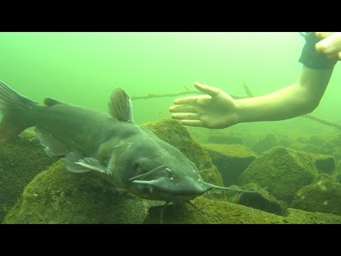 download lagu mp3 mp4 Adam Brown The Lake, download mp3 Adam Brown The Lake free download mp3, download mp3 Adam Brown The Lake