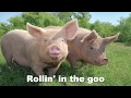 DIRTY PIG CHRISTMAS Theme Song Pig Pic Video