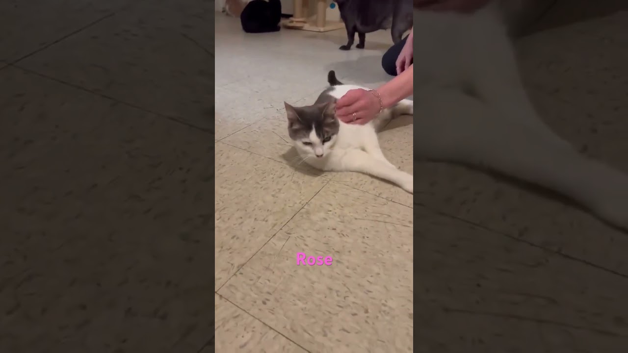 Enlarge Rose, a Adoptable Domestic Short Hair in Bellevue, WA video 6/6