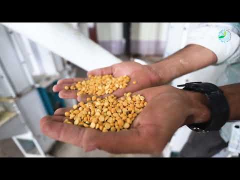 Fully Automatic Peanut Processing Plant