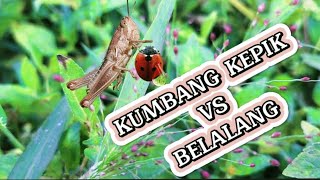 Download lagu KUMBANG KEPIK VS BELALANG // instrumen cinematik no copyright mp3