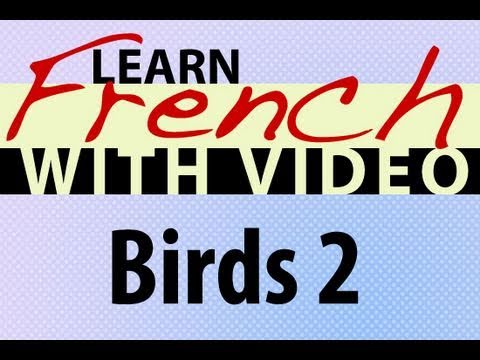 Learn French with Videos Common Animals