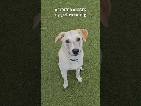 Ranger, an adopted Labrador Retriever & Retriever Mix in Harrison, NY_image-1
