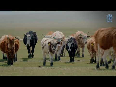 Better Production for a Sustainable Future: FAO’s Impact in Mongolia