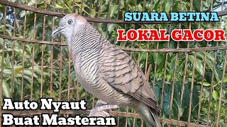 Download lagu Perkutut betina memanggil Jantan suara betina lokal alam gacor buat masteran pikat merbok mp3