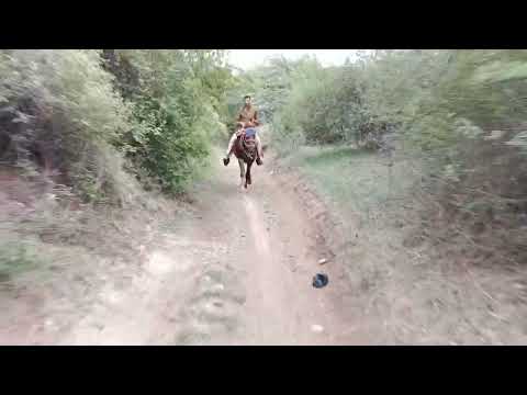 #horseracing #ghoda @IndrajitDarbar8187 #kathiyawadihorse @anubhagadhviofficial #manki