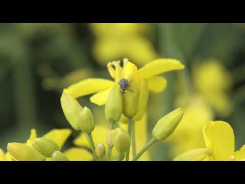 KWS Rapsstorys 2021 -  Blütenbehandlung im Winterraps