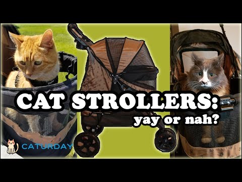CAT STROLLER REVIEW: unboxing, assembly, + cats riding in the stroller! (Pet Gear No-Zip Stroller)