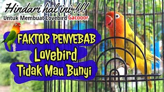 Download lagu Hindari kesalahan faktor penyebab lovebird tidak mau ngekek dan gacor mp3