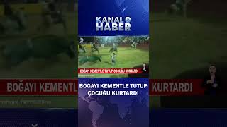 Boğayı Kementle Tutup Çocuğu Kurtardı! Panik Anları Kamerada